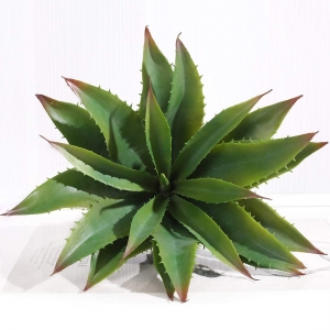 Aloe Lotus Bitkisi