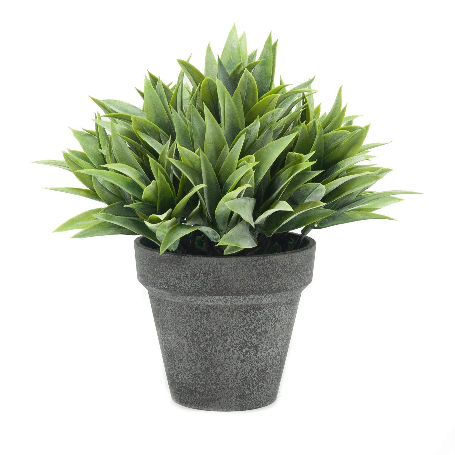 Aspidistra Elatior