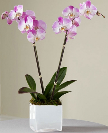 Evde Orkide