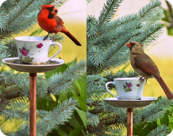 Kahve Fincanından Kuş Banyosu Nasıl Yapılır