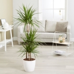 Dracaena