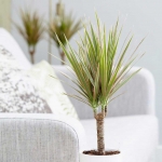 Dracaena