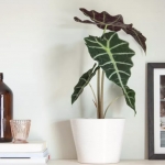 Alocasia amazonica