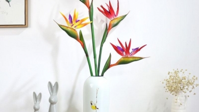 Strelitzia