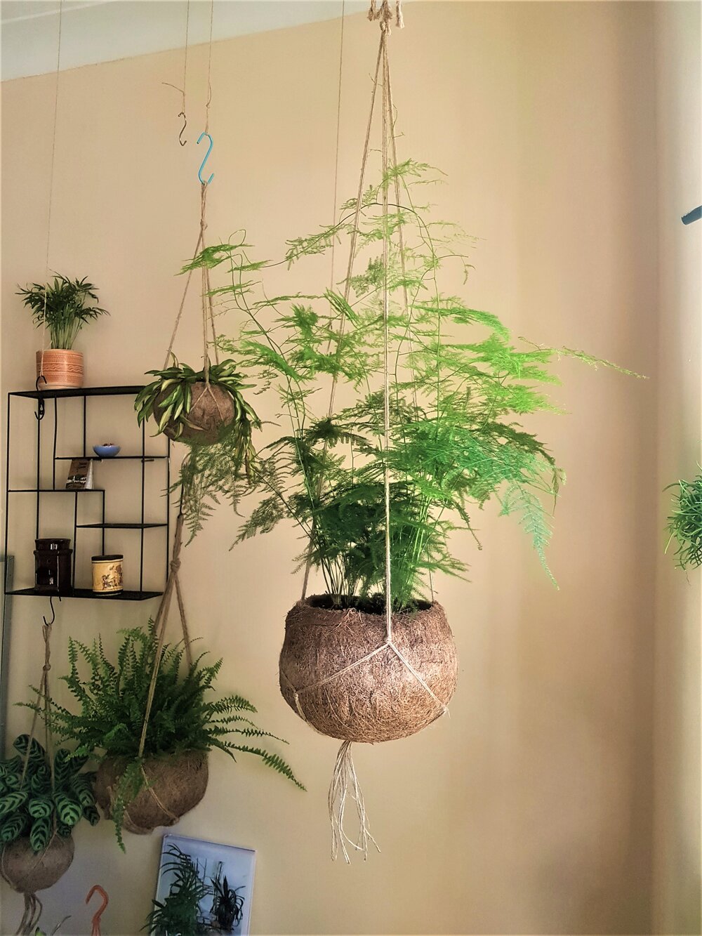 asparagus fern