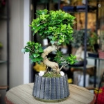 Ficus Ginseng