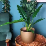 Philodendron Narrow Escape