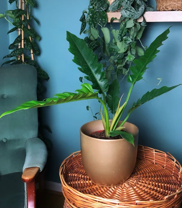 Philodendron Narrow Escape