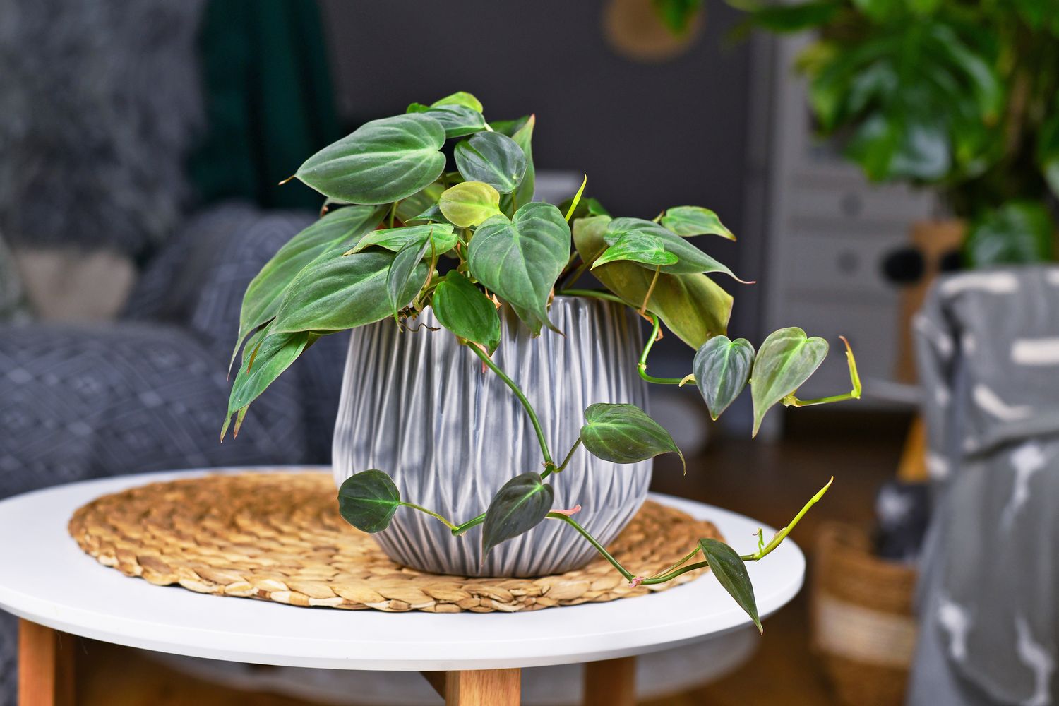 philodendron scandens